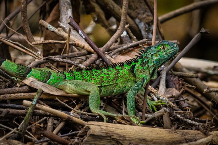 154 Sarapiqui, groene leguaan.jpg